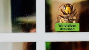 Abbildung Fenster mit Spinnennetz - Herbstzeit Insektenschutzgitter