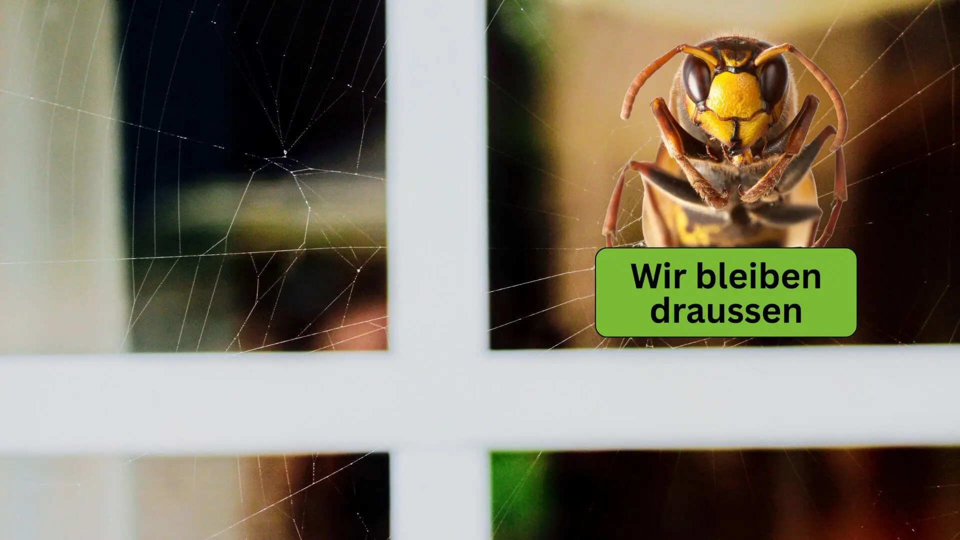 Abbildung Fenster mit Spinnennetz - Herbstzeit Insektenschutzgitter